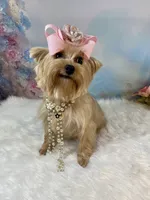 Whinnie, a female Yorkshire Terrier for sale in Stantonville, TN – 6 of 10