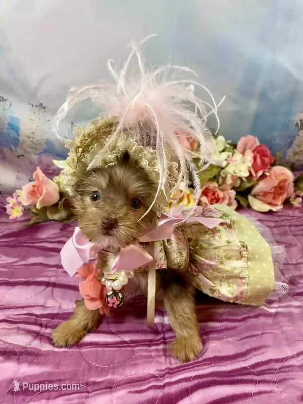 Tiny Baby Bubbles  – Yorkshire Terrier puppy for sale in Stantonville, TN