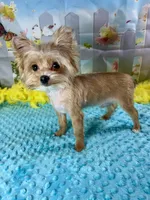 Teacup Blondie, a male Yorkshire Terrier for sale in Stantonville, TN – Photo 1 of 7