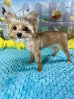 Teacup Blondie, a male Yorkshire Terrier for sale in Stantonville, TN – Photo 4 of 7