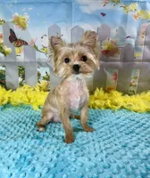 Teacup Blondie, a male Yorkshire Terrier for sale in Stantonville, TN – Photo 3 of 7
