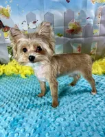 Teacup Blondie, a male Yorkshire Terrier for sale in Stantonville, TN – Photo 5 of 7