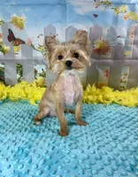 Teacup Blondie, a male Yorkshire Terrier for sale in Stantonville, TN – Photo 7 of 7