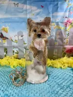 Teacup Blondie, a male Yorkshire Terrier for sale in Stantonville, TN – Photo 6 of 7
