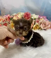 Tiny Micro Willow Rose Yummy Chocolate , a female Yorkshire Terrier for sale in Stantonville, TN – 3 of 10