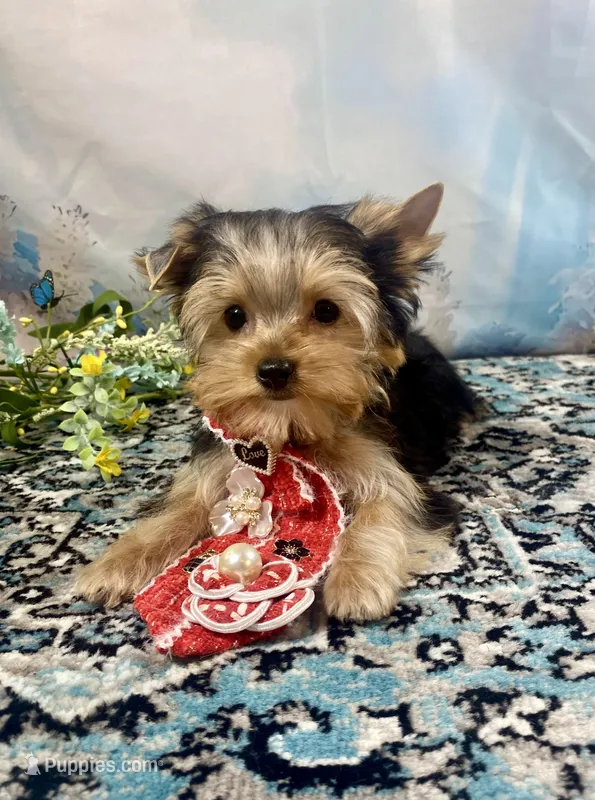 McGuire  – Yorkshire Terrier puppy for sale in Stantonville, TN