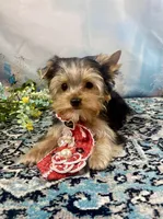 Mackey, a male Yorkshire Terrier for sale in Stantonville, TN – 1 of 10