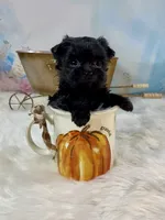 Micro Lil’ Louie V, a male Yorkshire Terrier for sale in Stantonville, TN – 8 of 10