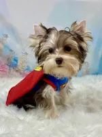 Chocolate Platinum , a male Yorkshire Terrier for sale in Stantonville, TN – 1 of 10