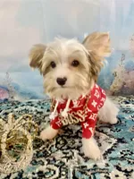 Razi Extreme White Chocolate Parti ee-clearcoat, a male Yorkshire Terrier for sale in Stantonville, TN – 8 of 10