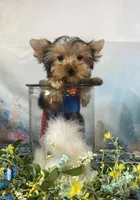 McGuire , a male Yorkshire Terrier for sale in Stantonville, TN – 2 of 10