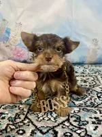 Teacup Yummy Chocolate “Toffee” , a male Yorkshire Terrier for sale in Stantonville, TN – 5 of 10