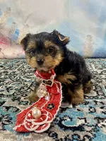 Teacup Lil’ Cosmo, a male Yorkshire Terrier for sale in Stantonville, TN – 7 of 10
