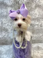 Fendi 6lbs, a female Yorkshire Terrier for sale in Stantonville, TN – Photo 9 of 10