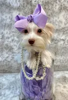 Fendi 6lbs, a female Yorkshire Terrier for sale in Stantonville, TN – Photo 4 of 10