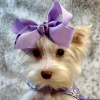 Fendi 6lbs, a female Yorkshire Terrier for sale in Stantonville, TN – Photo 2 of 10