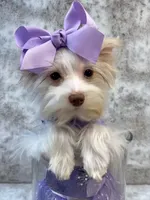 Fendi 6lbs, a female Yorkshire Terrier for sale in Stantonville, TN – Photo 1 of 10