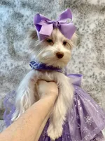 Fendi 6lbs, a female Yorkshire Terrier for sale in Stantonville, TN – Photo 7 of 10