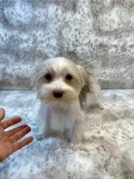 Fendi 6lbs, a female Yorkshire Terrier for sale in Stantonville, TN – Photo 8 of 10