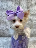 Fendi 6lbs, a female Yorkshire Terrier for sale in Stantonville, TN – Photo 6 of 10