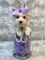 Fendi 6lbs, a female Yorkshire Terrier for sale in Stantonville, TN – Photo 10 of 10