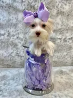 Fendi 6lbs, a female Yorkshire Terrier for sale in Stantonville, TN – Photo 3 of 10