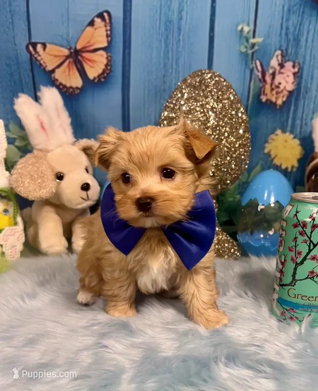 Scooter  – Yorkshire Terrier, Poodle - Toy  puppy for sale in Stantonville, TN