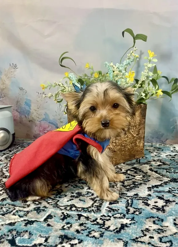 Mackey – Yorkshire Terrier puppy for sale in Stantonville, TN