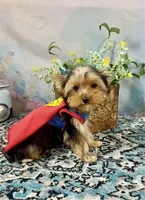 McGuire , a male Yorkshire Terrier for sale in Stantonville, TN – 1 of 10