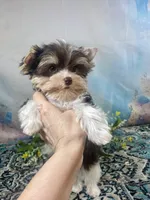 Lux Chocolate Parti, a male Yorkshire Terrier for sale in Stantonville, TN – 9 of 10