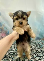 Maverick , a male Yorkshire Terrier for sale in Stantonville, TN – 4 of 10