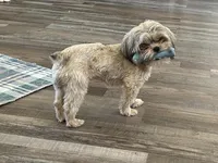 Tootsie , a female Shih Tzu for sale in Stantonville, TN – Photo 4 of 10