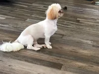 Tootsie , a female Shih Tzu for sale in Stantonville, TN – Photo 7 of 10