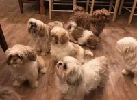 Tootsie , a female Shih Tzu for sale in Stantonville, TN – Photo 10 of 10