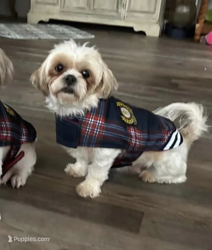 Tootsie  – Shih Tzu puppy for sale in Stantonville, TN