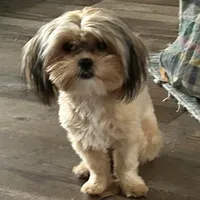 Tootsie , a female Shih Tzu for sale in Stantonville, TN – Photo 5 of 10