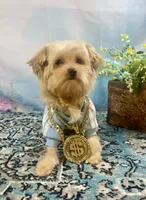 Scooter Blonde, a male Yorkshire Terrier and Poodle - Toy  for sale in Stantonville, TN – 5 of 10
