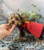 McGuire , a male Yorkshire Terrier for sale in Stantonville, TN – 5 of 10