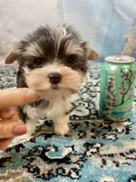 Lux, a male Yorkshire Terrier for sale in Stantonville, TN – 2 of 9