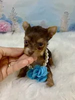 Tiny Baby Bubbles , a female Yorkshire Terrier for sale in Stantonville, TN – 5 of 8