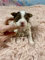 Teacup Zoey, a female Yorkshire Terrier for sale in Stantonville, TN – Photo 6 of 10