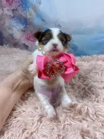 Teacup Zoey, a female Yorkshire Terrier for sale in Stantonville, TN – Photo 5 of 10