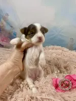 Teacup Zoey, a female Yorkshire Terrier for sale in Stantonville, TN – Photo 3 of 10