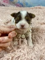 Teacup Zoey, a female Yorkshire Terrier for sale in Stantonville, TN – Photo 8 of 10