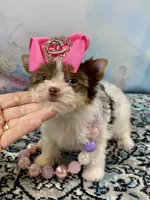 Teacup Zoey, a female Yorkshire Terrier for sale in Stantonville, TN – 1 of 10