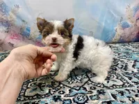 Teacup Zoey, a female Yorkshire Terrier for sale in Stantonville, TN – 9 of 10