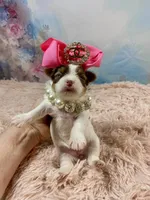 Teacup Zoey, a female Yorkshire Terrier for sale in Stantonville, TN – Photo 9 of 10