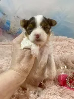 Teacup Zoey, a female Yorkshire Terrier for sale in Stantonville, TN – Photo 4 of 10