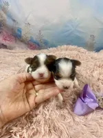 Teacup Zoey, a female Yorkshire Terrier for sale in Stantonville, TN – Photo 10 of 10