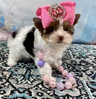 Teacup Zoey, a female Yorkshire Terrier for sale in Stantonville, TN – 5 of 10